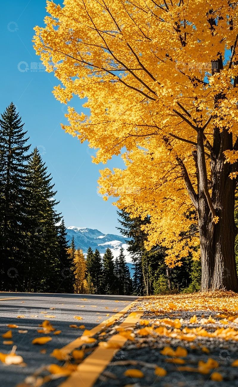 高清大图下载【趣麦麦图】银杏树11