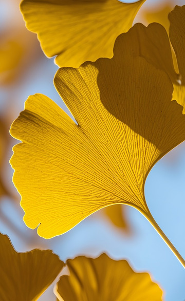 银杏叶4