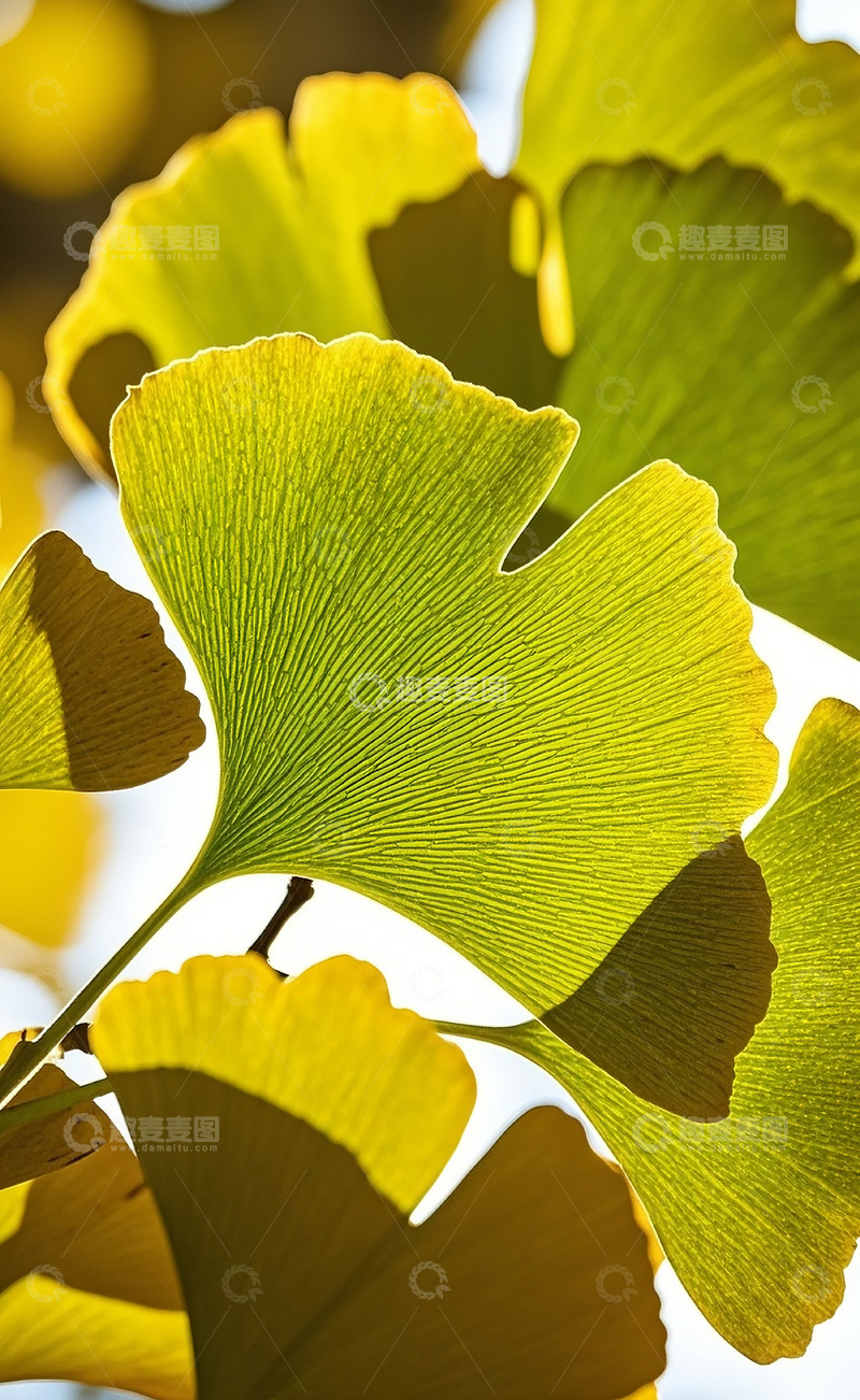 高清大图下载【趣麦麦图】银杏叶5