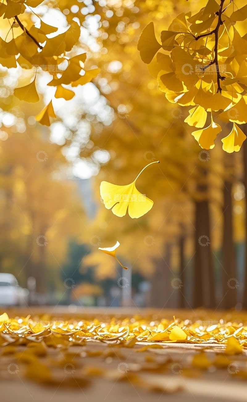 高清大图下载【趣麦麦图】银杏叶