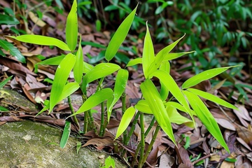 生长的嫩绿色竹叶
