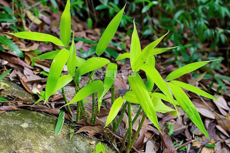 高清大图下载【趣麦麦图】生长的嫩绿色竹叶