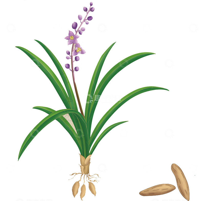 高清大图下载【趣麦麦图】中草药麦冬植物插画素材