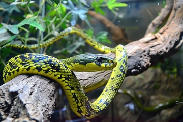 树枝上缠绕的青绿色草蛇