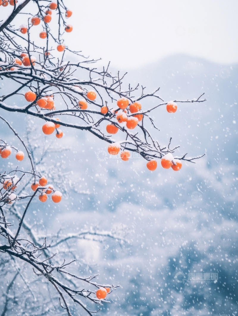 高清大图下载【趣麦麦图】冬季的柿子枝