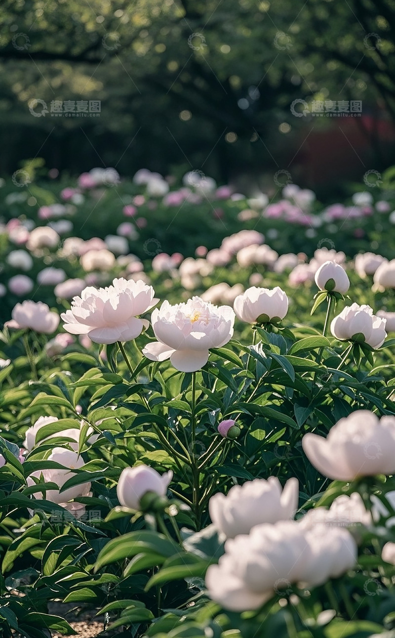 高清大图下载【趣麦麦图】牡丹花40