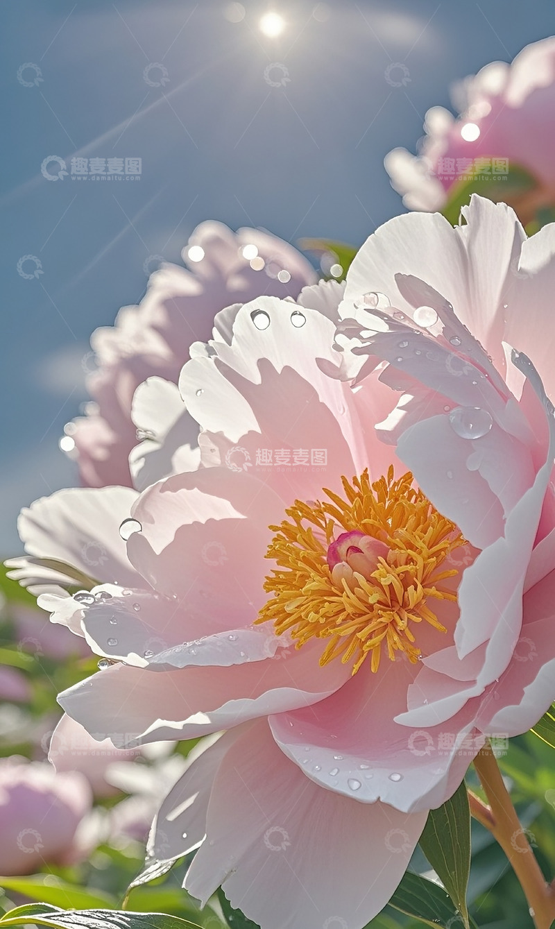 高清大图下载【趣麦麦图】牡丹花13