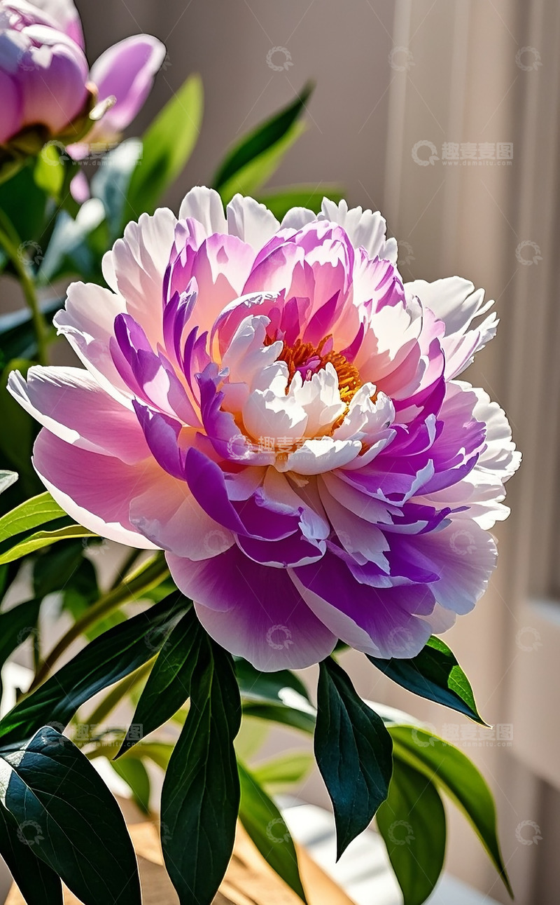 高清大图下载【趣麦麦图】牡丹花16