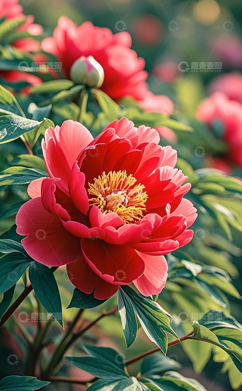 高清大图下载【趣麦麦图】牡丹花8