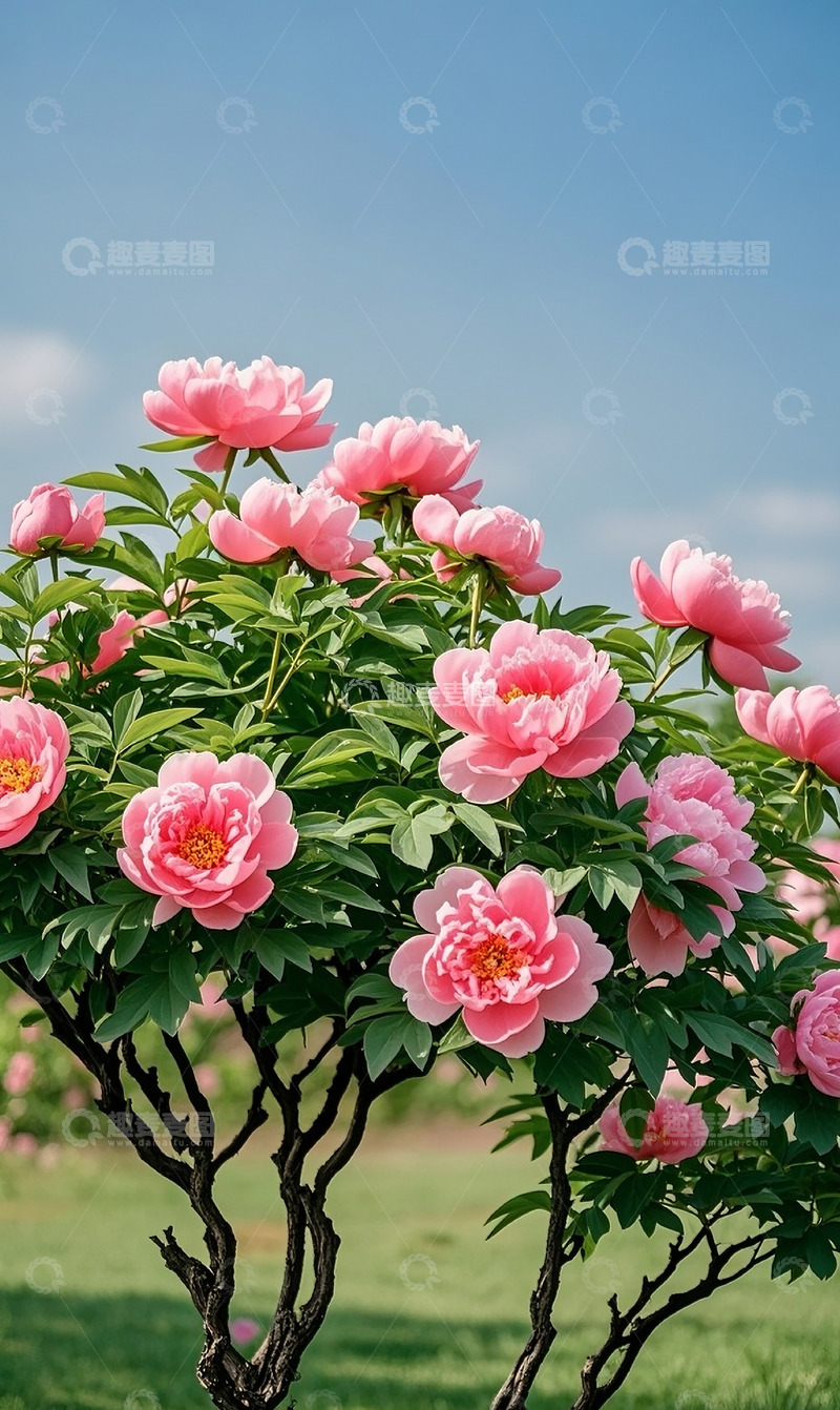高清大图下载【趣麦麦图】牡丹花12