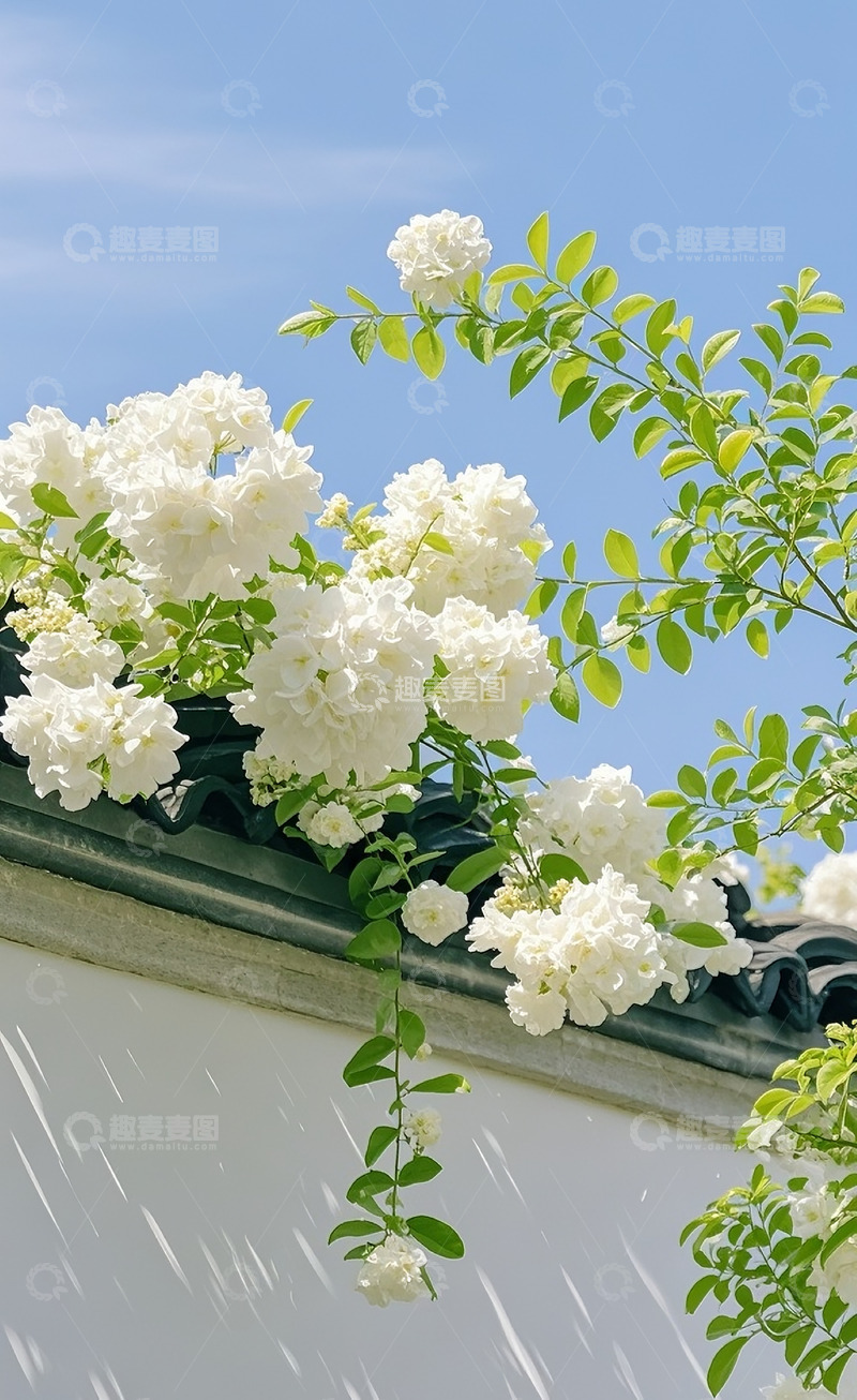高清大图下载【趣麦麦图】白墙鲜花1