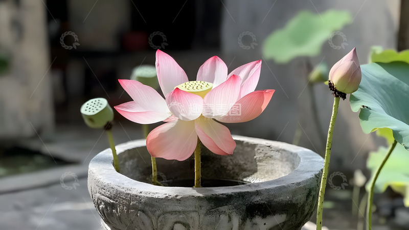 高清大图下载【趣麦麦图】莲花园艺摄影1