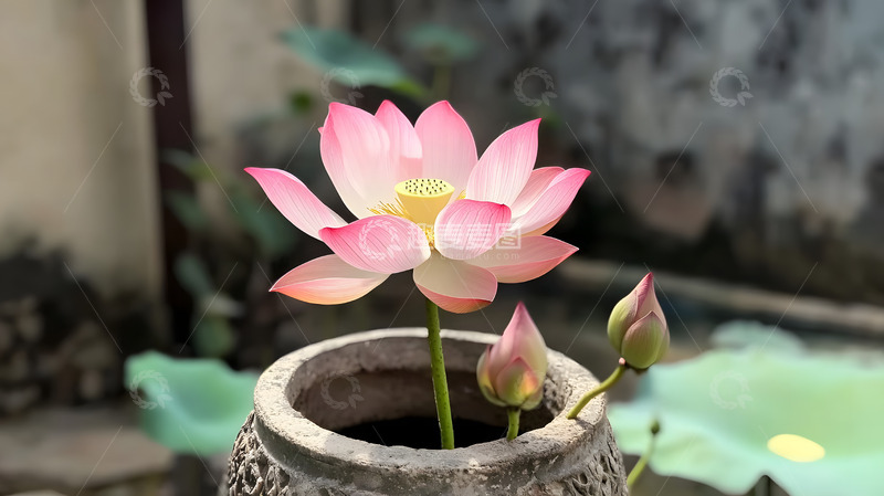 高清大图下载【趣麦麦图】莲花园艺摄影2