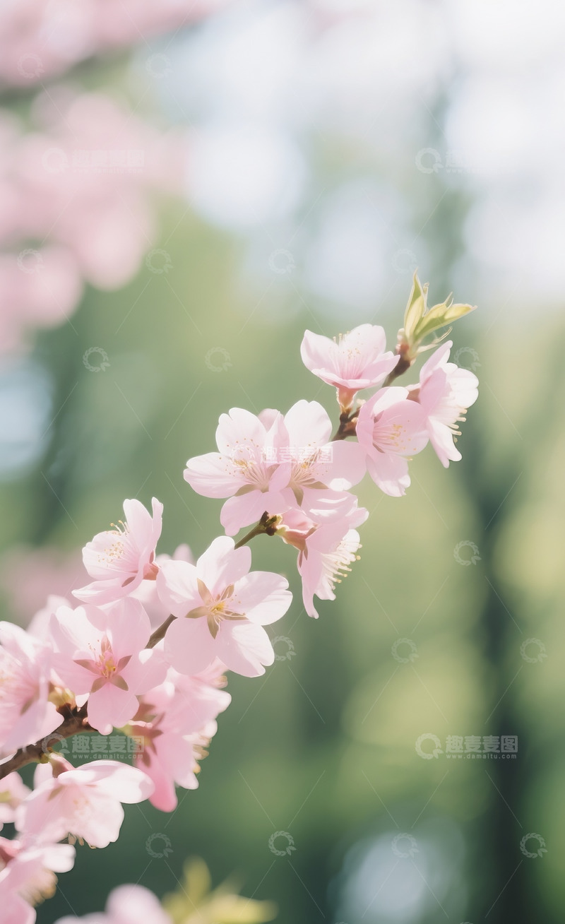 高清大图下载【趣麦麦图】杏花1