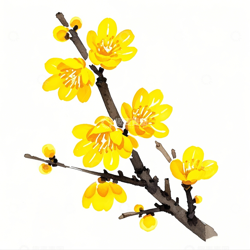 卡通水彩腊梅花素材