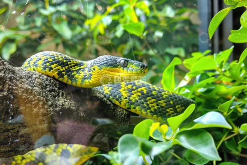 高清大图下载【趣麦麦图】展柜里盘在树枝上的青蛇
