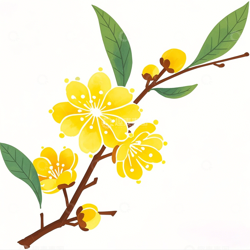 卡通水彩手绘腊梅素材2