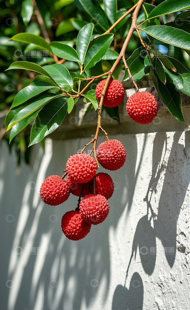 高清大图下载【趣麦麦图】荔枝32