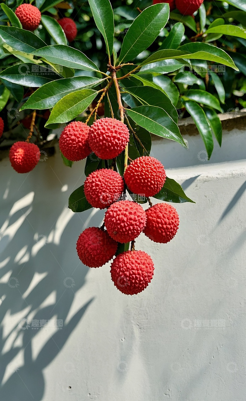 高清大图下载【趣麦麦图】荔枝31