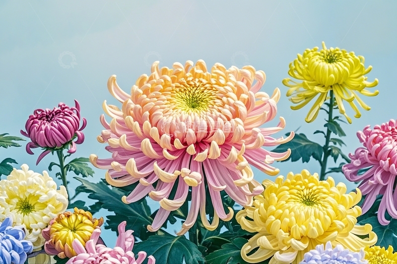 高清大图下载【趣麦麦图】国潮插画菊花18