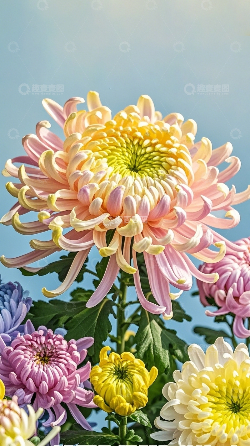 高清大图下载【趣麦麦图】国潮插画菊花16