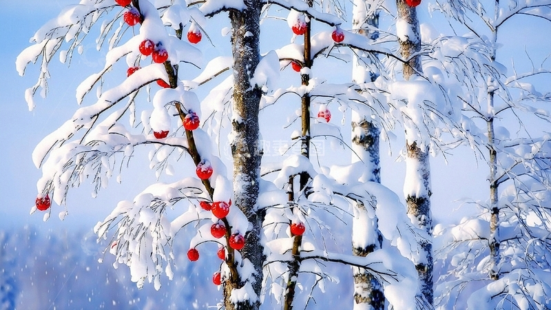 高清大图下载【趣麦麦图】冬季大雪背景8