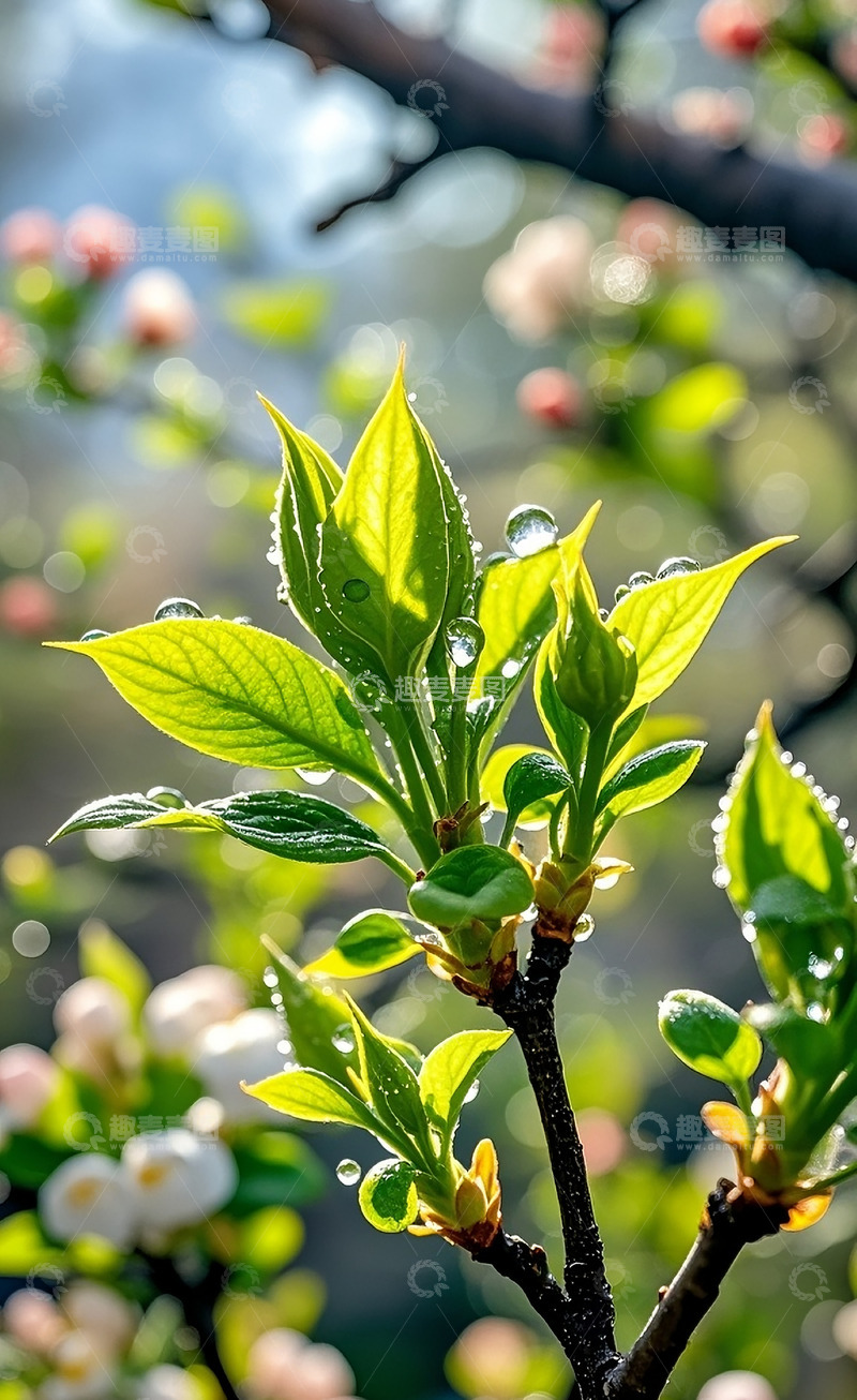 高清大图下载【趣麦麦图】带着露水的嫩芽3