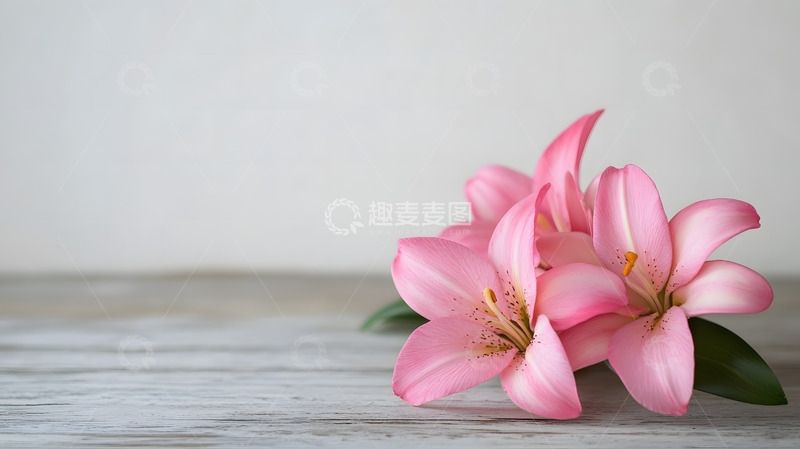 高清大图下载【趣麦麦图】百合花简约花束摆拍11