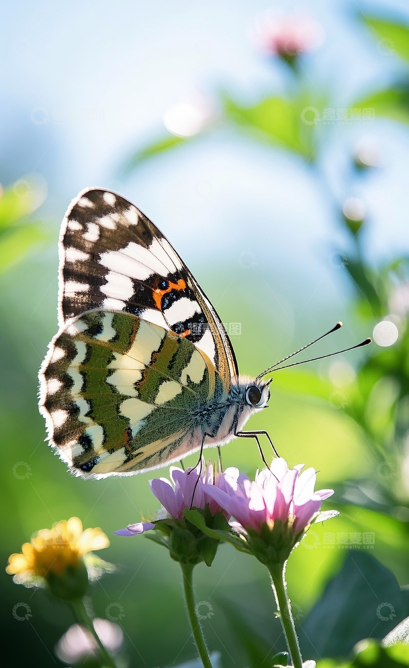 高清大图下载【趣麦麦图】蝴蝶10