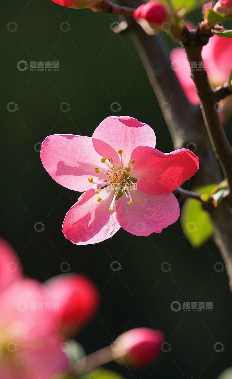 高清大图下载【趣麦麦图】海棠花特写2