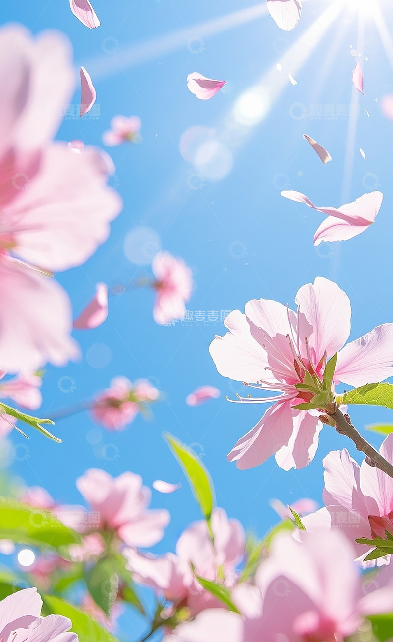 高清大图下载【趣麦麦图】海棠花4