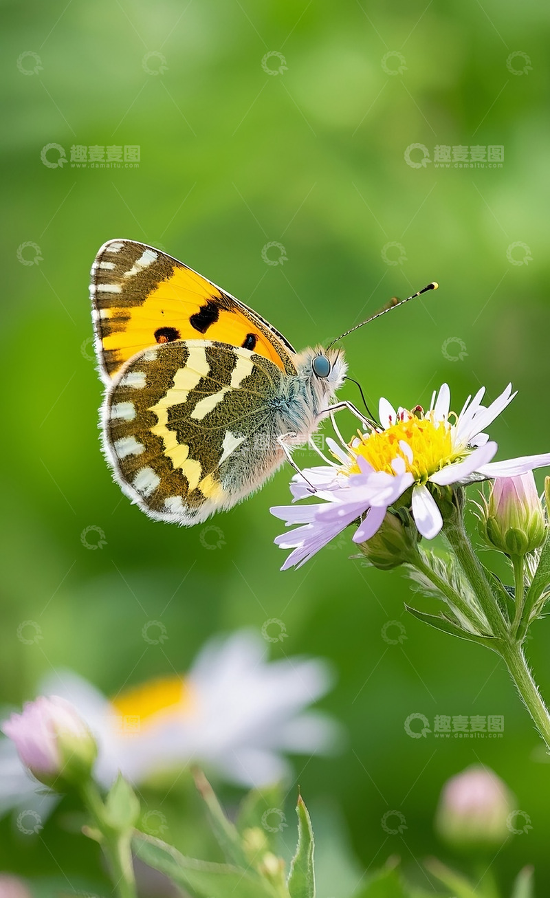 高清大图下载【趣麦麦图】蝴蝶9