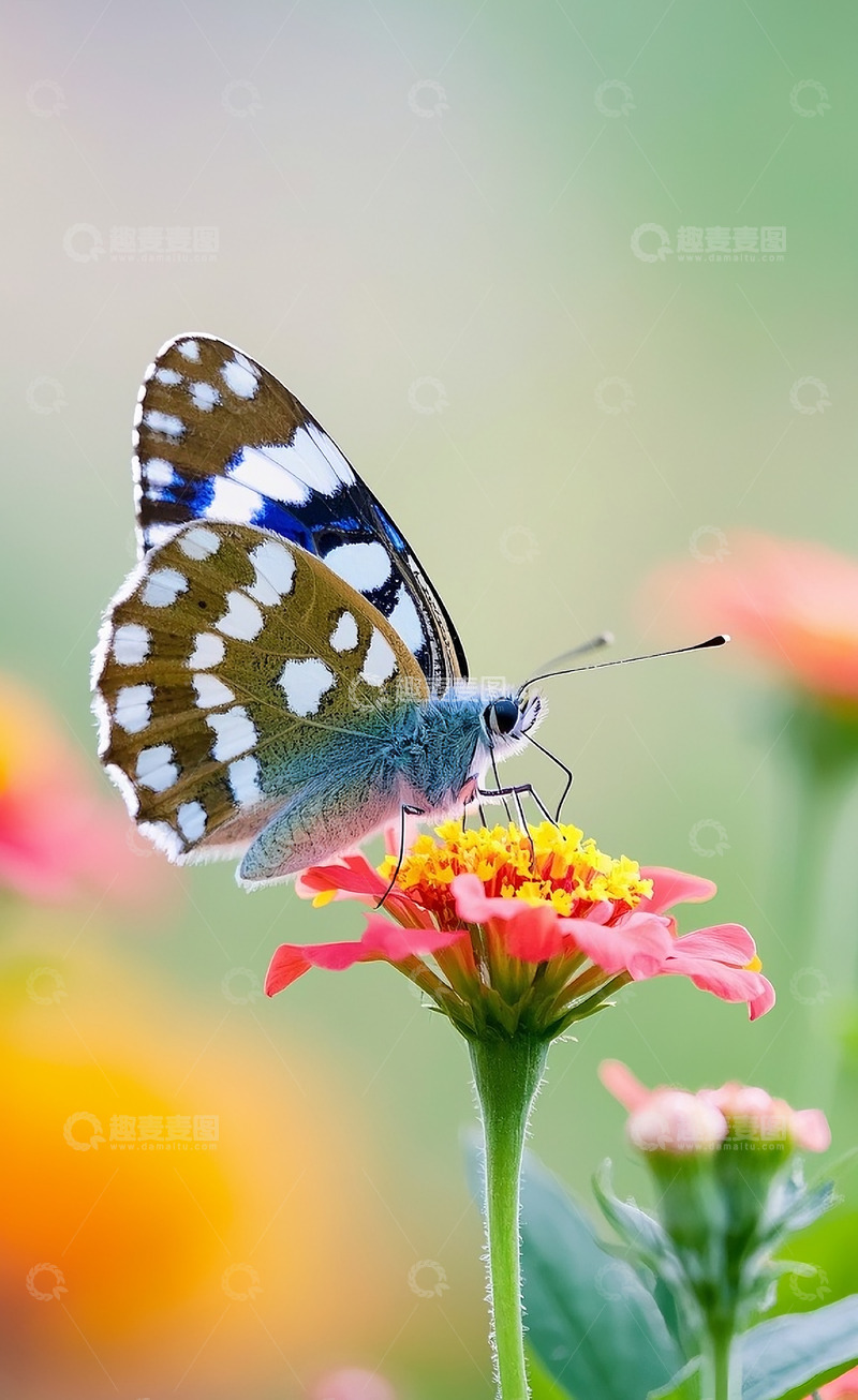 高清大图下载【趣麦麦图】蝴蝶14
