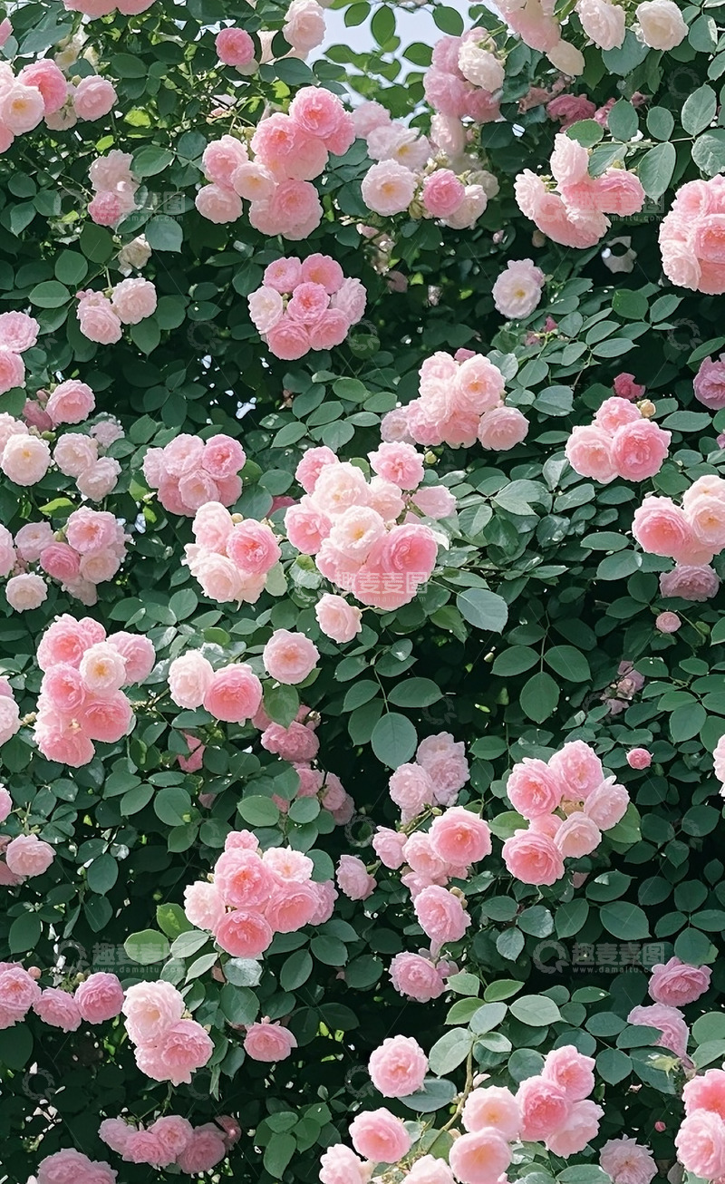 高清大图下载【趣麦麦图】满墙的蔷薇花4