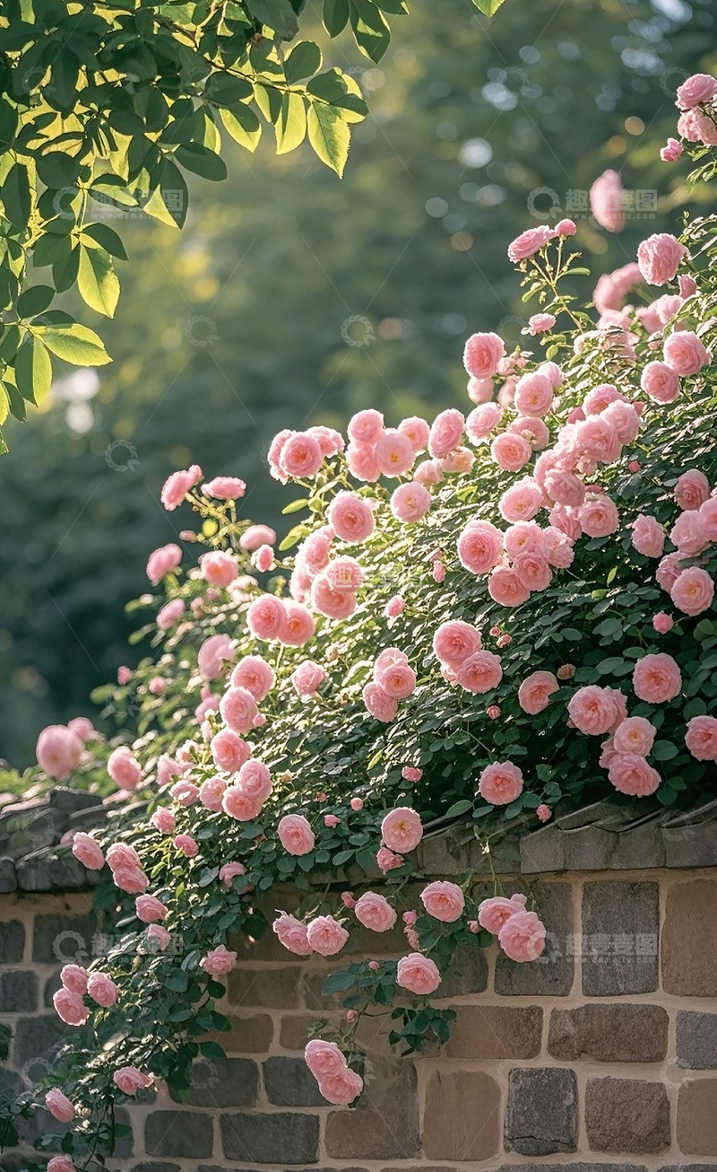 高清大图下载【趣麦麦图】满墙的蔷薇花14