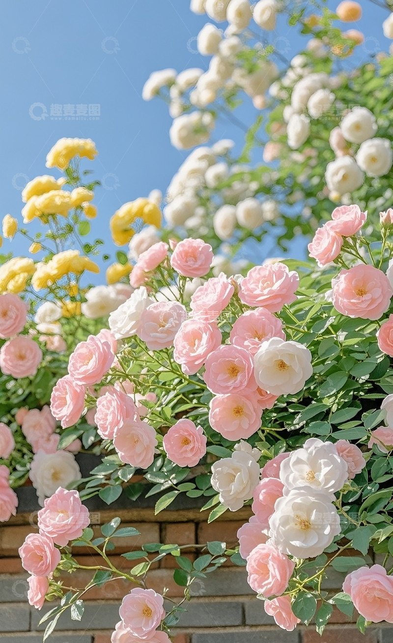 高清大图下载【趣麦麦图】满墙的蔷薇花