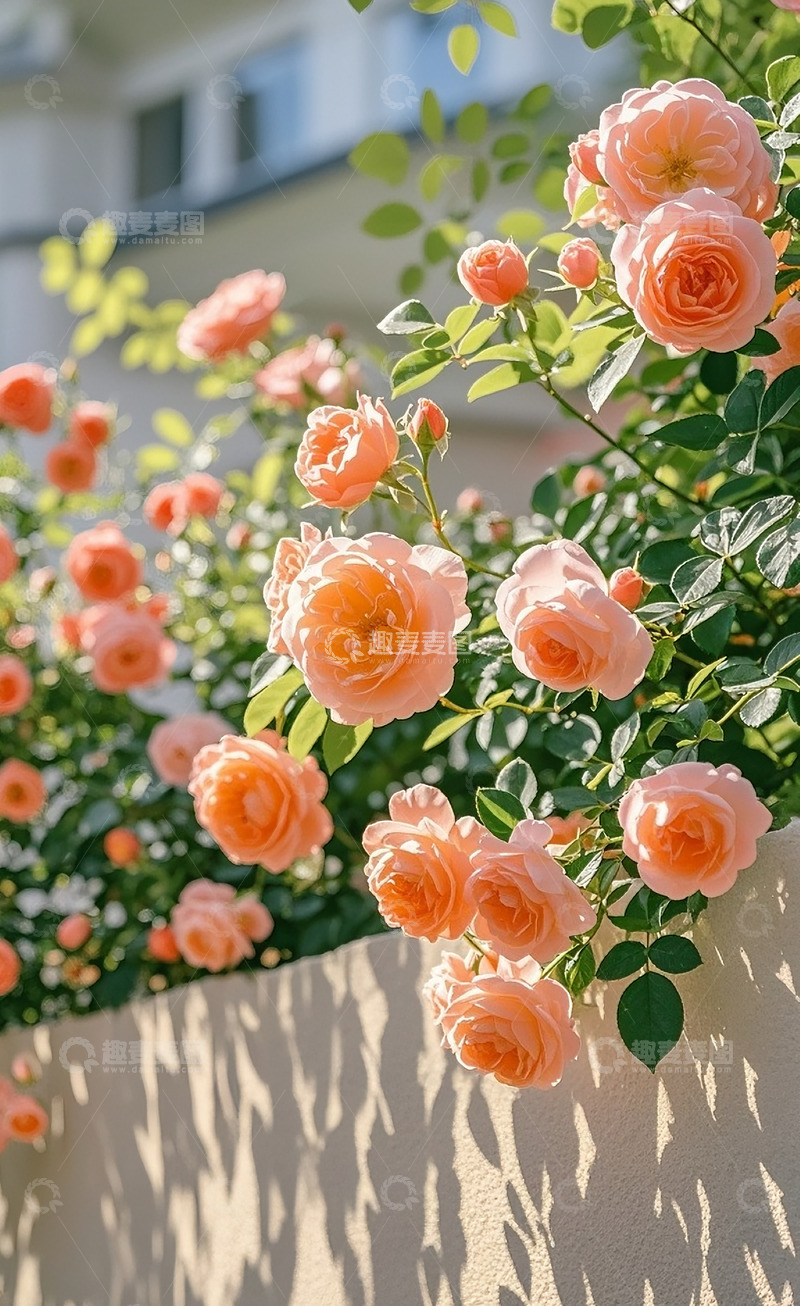 高清大图下载【趣麦麦图】满墙的蔷薇花3