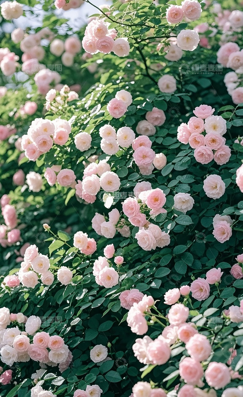 高清大图下载【趣麦麦图】满墙的蔷薇花8