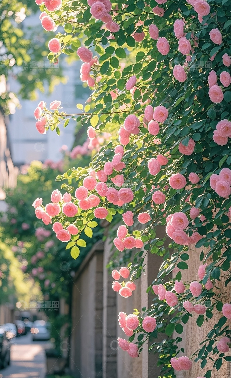 高清大图下载【趣麦麦图】满墙的蔷薇花2
