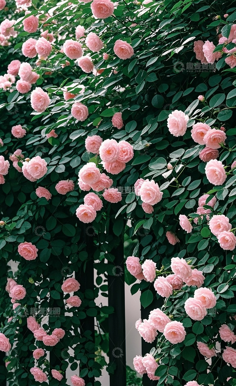 高清大图下载【趣麦麦图】满墙的蔷薇花7