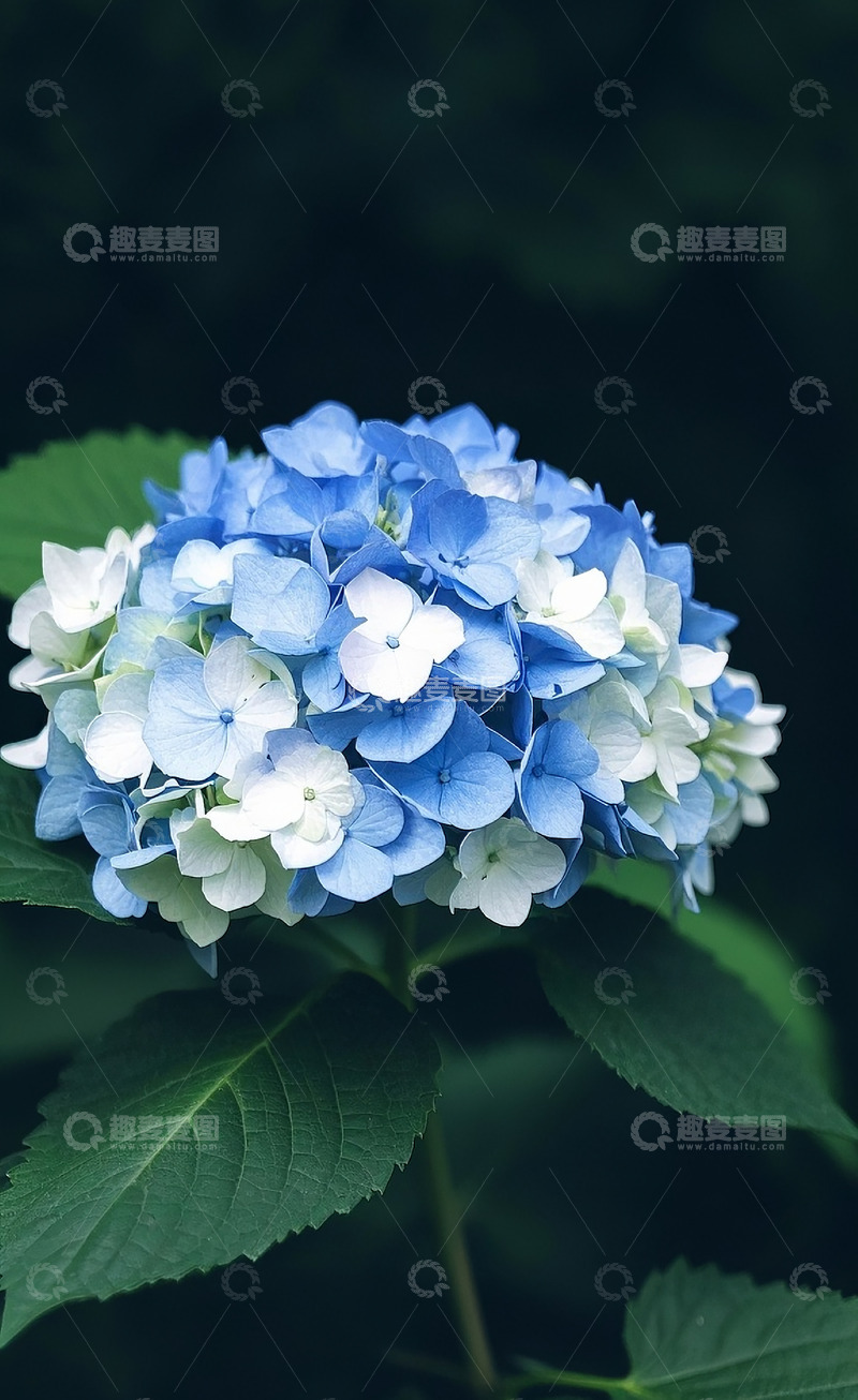 高清大图下载【趣麦麦图】绣球花18