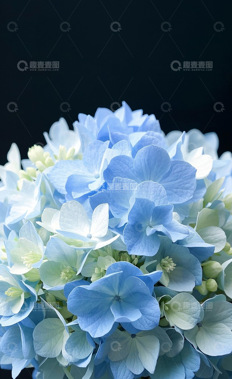 高清大图下载【趣麦麦图】绣球花4