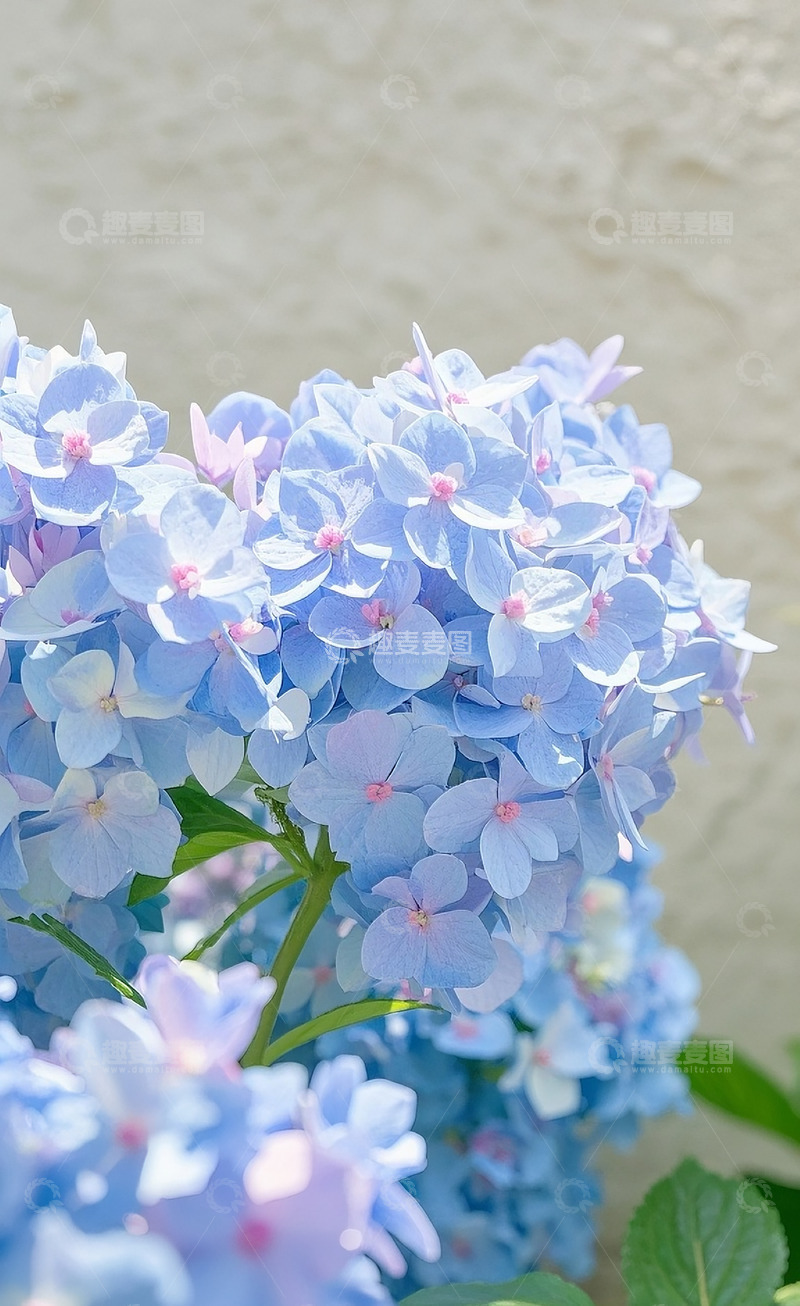 高清大图下载【趣麦麦图】绣球花22