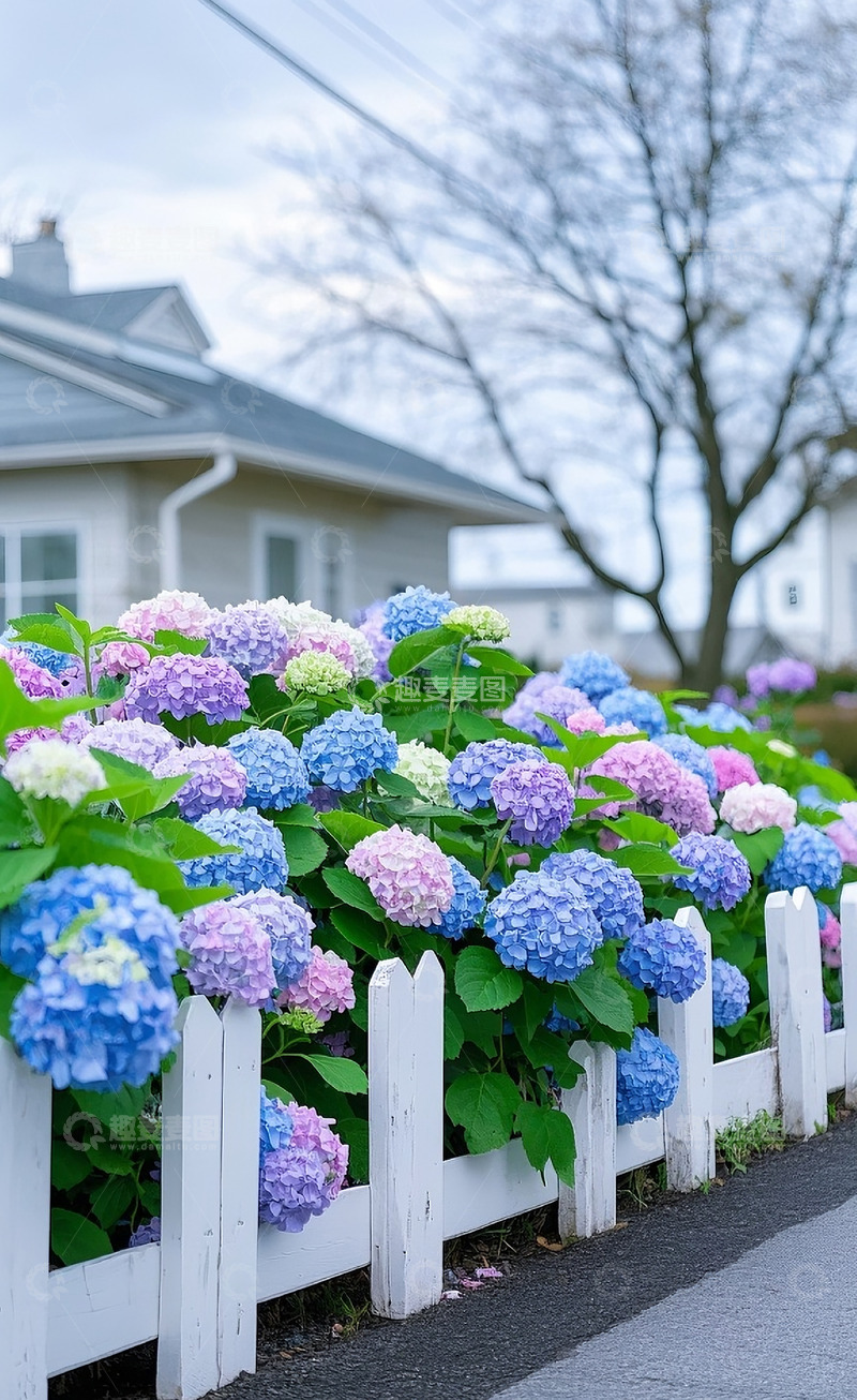 高清大图下载【趣麦麦图】绣球花12