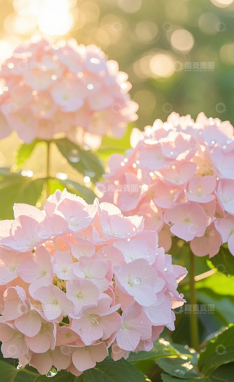 高清大图下载【趣麦麦图】绣球花29