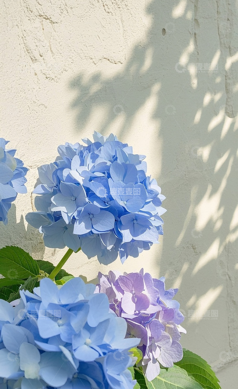 高清大图下载【趣麦麦图】绣球花19
