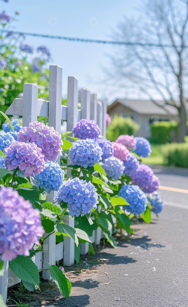 高清大图下载【趣麦麦图】绣球花16