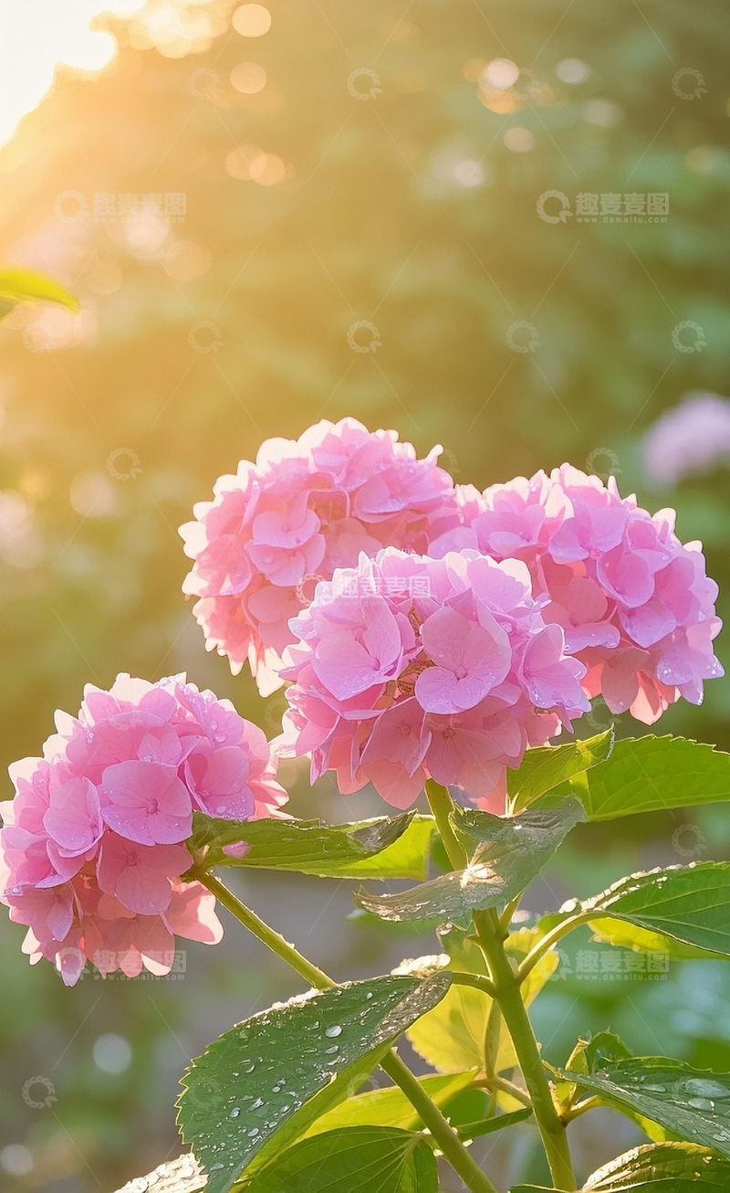 高清大图下载【趣麦麦图】绣球花31