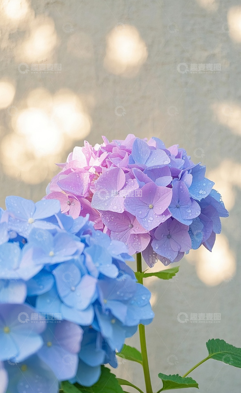 高清大图下载【趣麦麦图】绣球花21