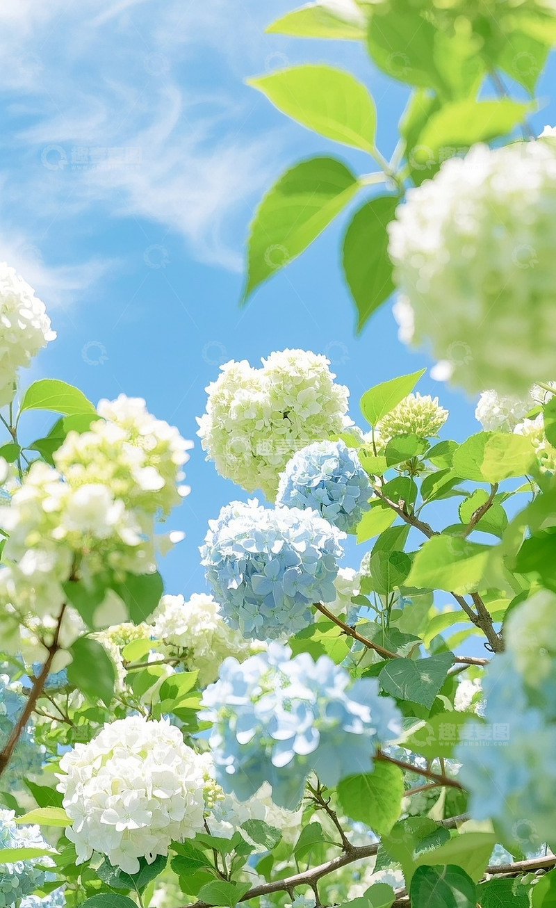 高清大图下载【趣麦麦图】绣球花9